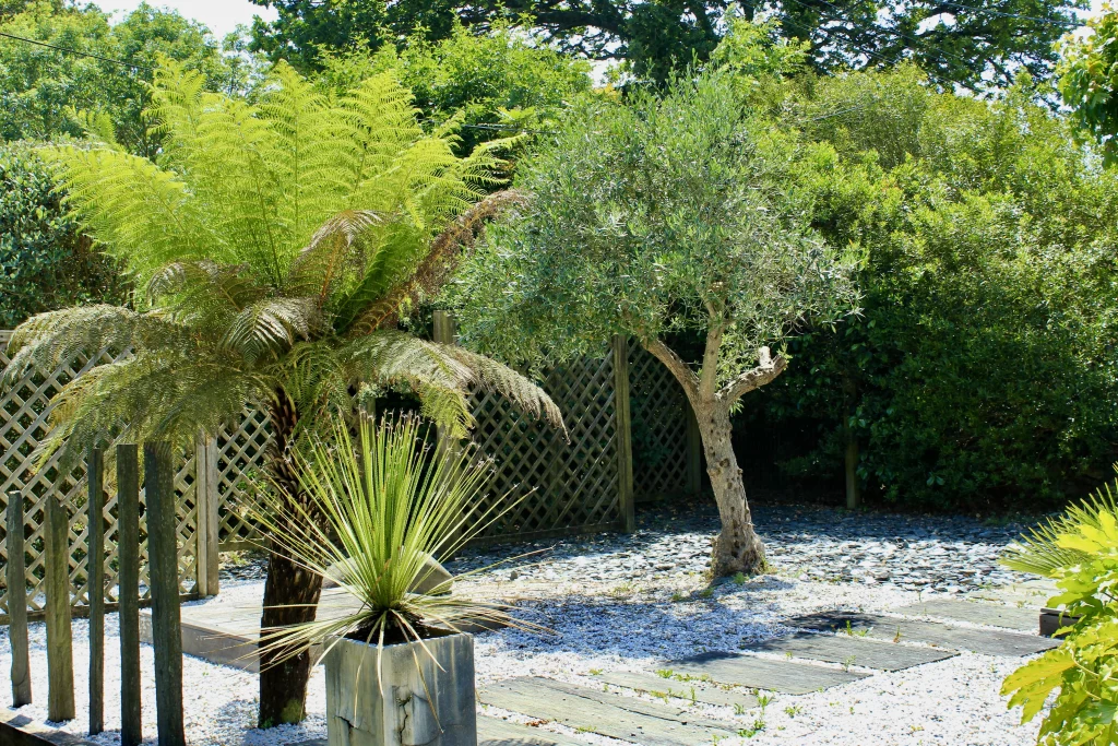 OLÉA JARDINS - PONT L_ABBÉ - RÉALISATION - CONCEPTION VÉGÉTALE - OLIVIER - FOUGÈRE ARBORESCENTE - AMÉNAGEMENT MODERNE_PONT-L'ABBÉ-29